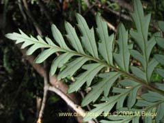 Bild von Lomatia ferruginea (Fuinque/Palmilla)